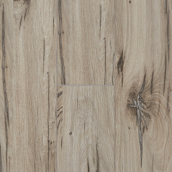 Дуб Северная Звезда