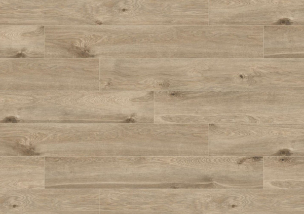 604K-V4 Дуб Левантский